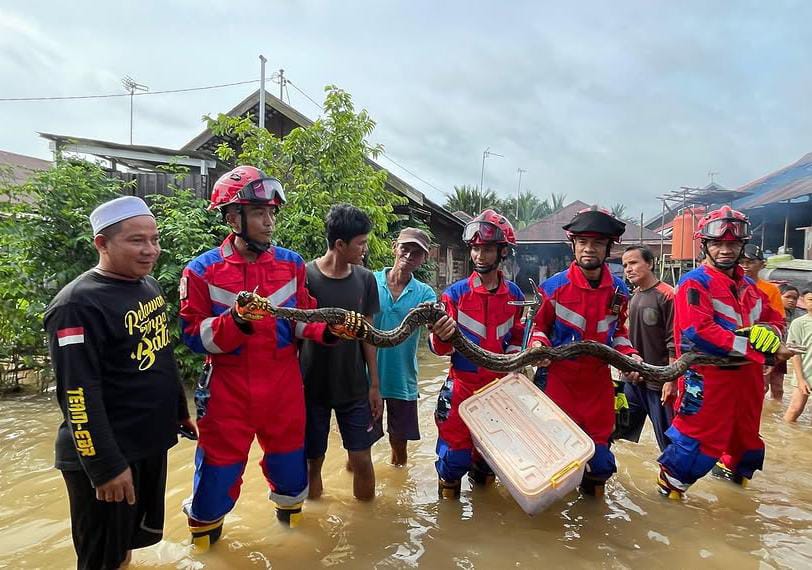 Regu Pleton 3 DPKP Kabupaten Banjar berhasil mengevakuasi ular sanca di teras dapur warga di Jalan Pingaran, Kecamatan Astambul, Martapura, Selasa (28/1/2025) Foto: DPKP Kabupaten Banjar