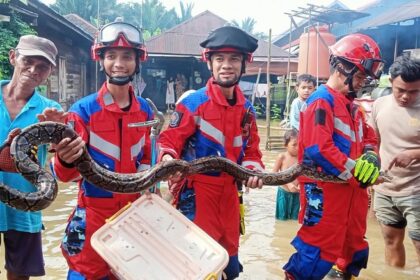 Petugas DPKP Kabupaten Banjar berhasil evakuasi ular piton di teras dapur warga di Desa Pingaran, Kecamatan Astambul, Kabupaten Banjar, Selasa (28/1/2025). Foto: DPKP Kabupaten Banjar