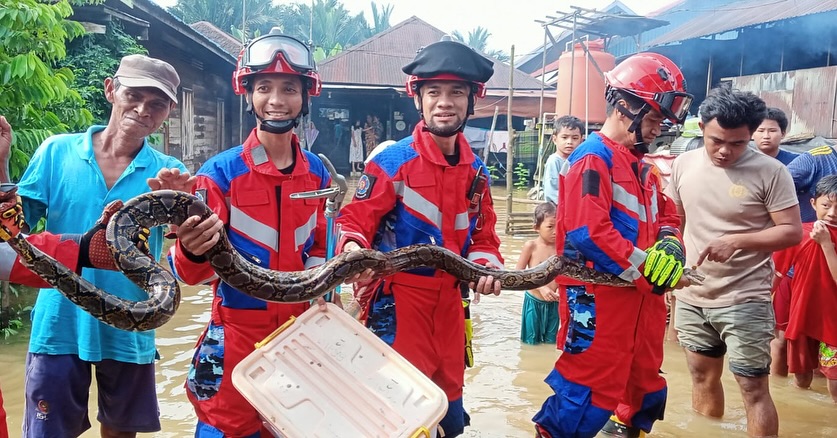 Petugas DPKP Kabupaten Banjar berhasil evakuasi ular piton di teras dapur warga di Desa Pingaran, Kecamatan Astambul, Kabupaten Banjar, Selasa (28/1/2025). Foto: DPKP Kabupaten Banjar