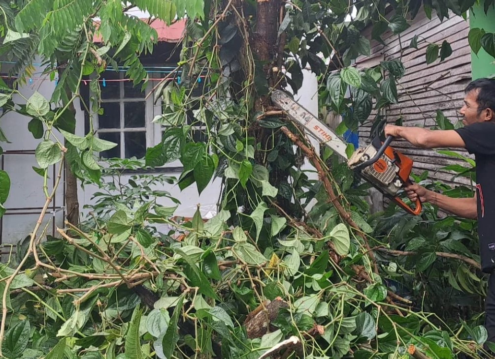 Pohon asam tumbang di Sungai Andai mengenai halaman rumah warga, Kamis (30/1/2025). Foto: BPBD Kota Banjarmasin 5W1H