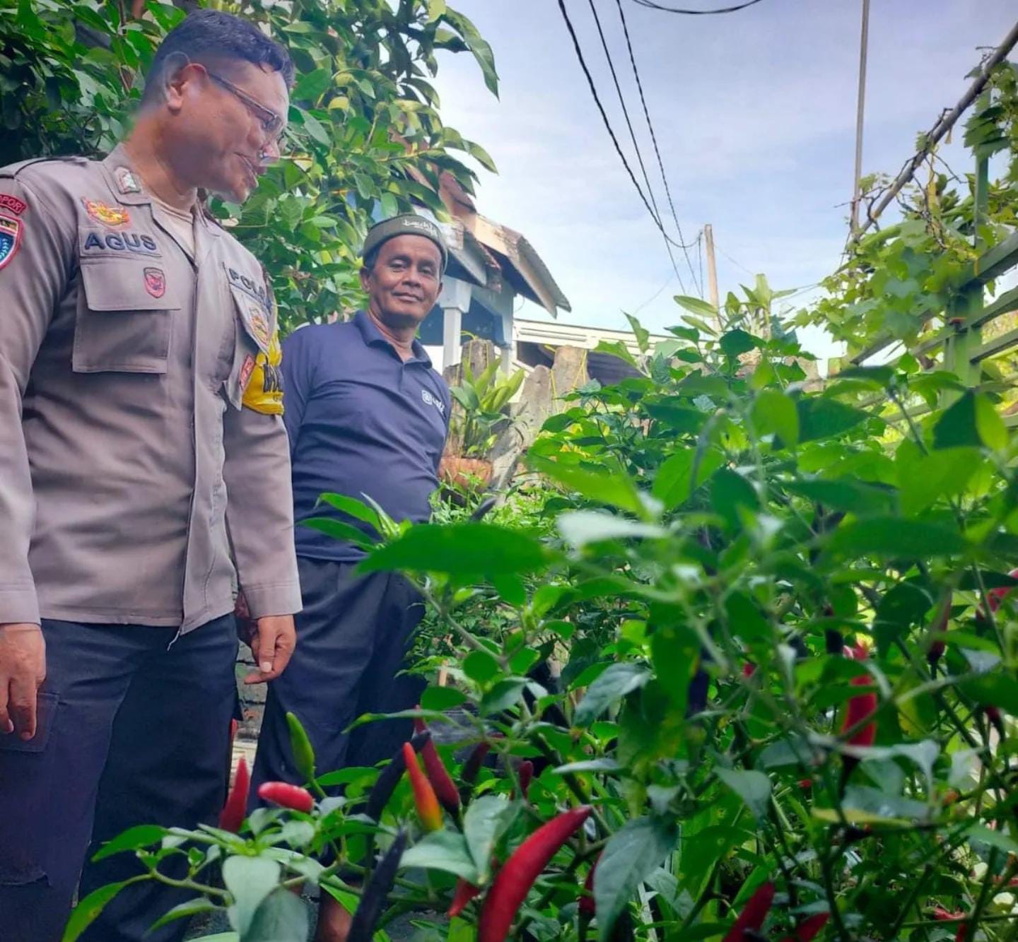 Bhabinkamtibmas Tanjung Pagar, Bripka Agus tinjau tanaman cabe milik Gunadi. Foto: Polsek Banjarmasin Selatan